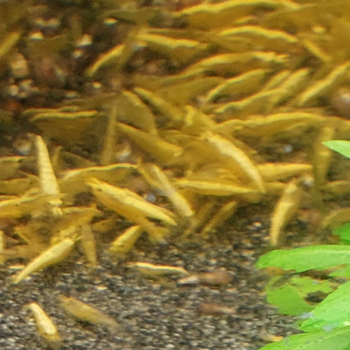 Crevettes yellow néon haut grade