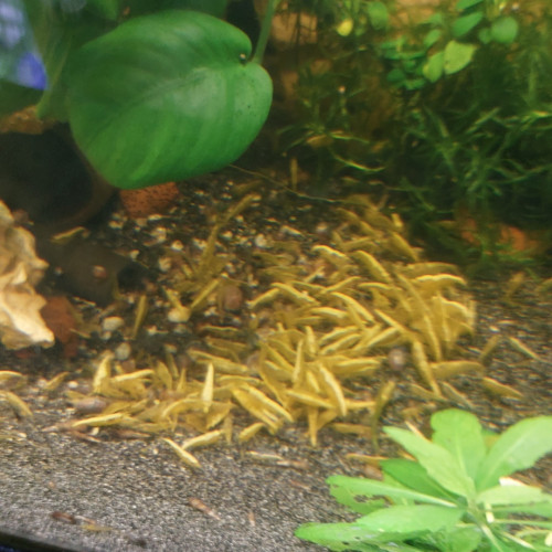 Crevettes yellow néon trait imparfait