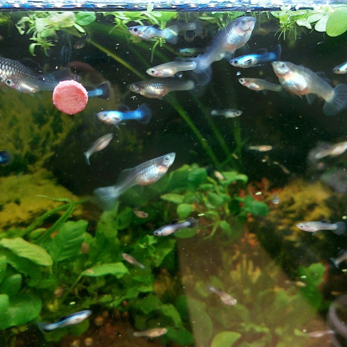 Guppys endler mâles et femelles