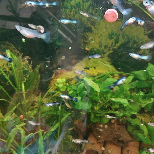 Guppys endler mâles et femelles
