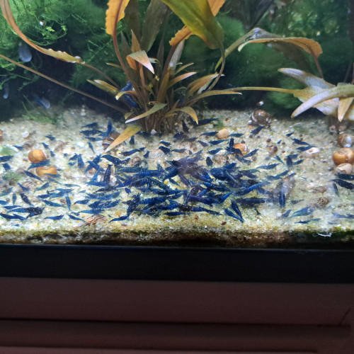 CREVETTE BLUE DREAM SAPHIR