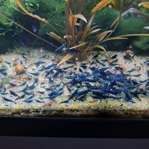 CREVETTE BLUE DREAM SAPHIR