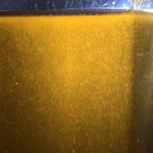 Souche Anguillules du Vinaigre BIO (Flacon 100ml / 80ml de culture)