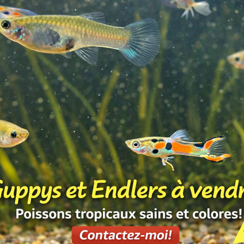 Guppy Endler