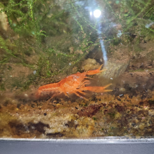 Écrevisses CPO