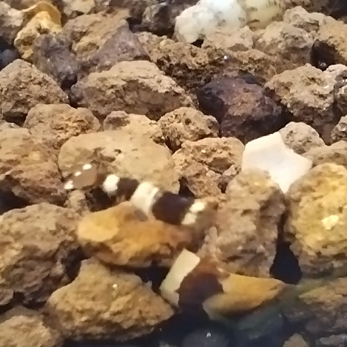 Caridina Cantonensis var Taïwan bee mix type CBS ou Black Tiger