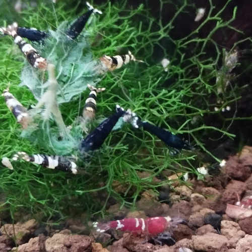 Caridina Cantonensis var Taïwan bee mix type CBS ou Black Tiger