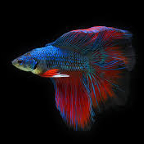 Je recherche un poisson combattant (URGENT!)