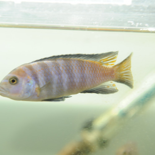 Beau mâle cherche fiancée