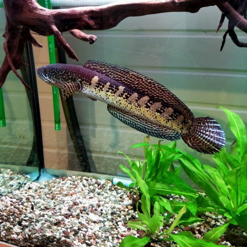 Channa aurantimaculata