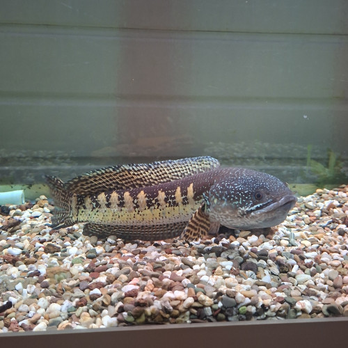 Channa aurantimaculata