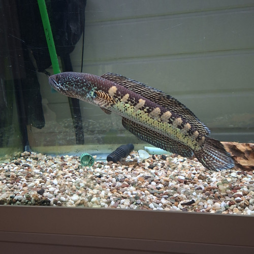 Channa aurantimaculata