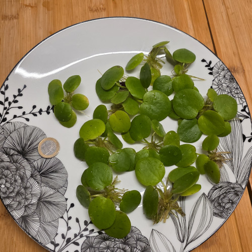 Plantes flottantes - Limnobium laevigatum (Lot de 10)