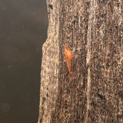 Crevette Neocaridina DAVIDI Orange