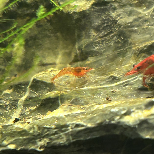 Crevette Neocaridina DAVIDI Orange