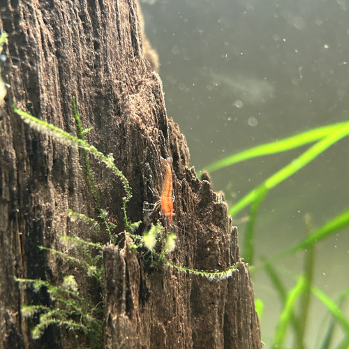 Crevette Neocaridina DAVIDI Orange