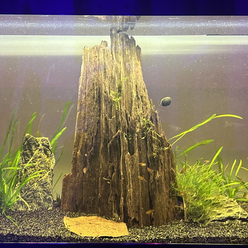 Crevette Neocaridina DAVIDI Orange