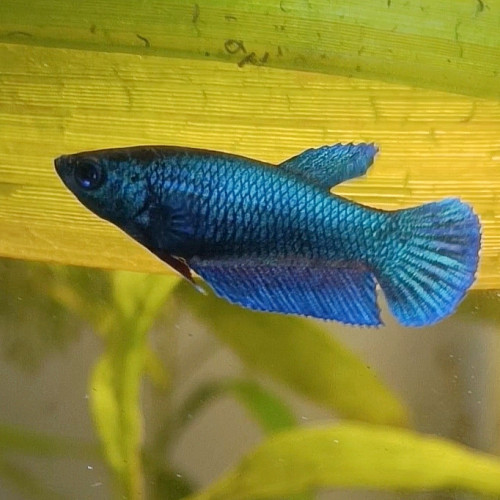 Alphabet - betta splendens