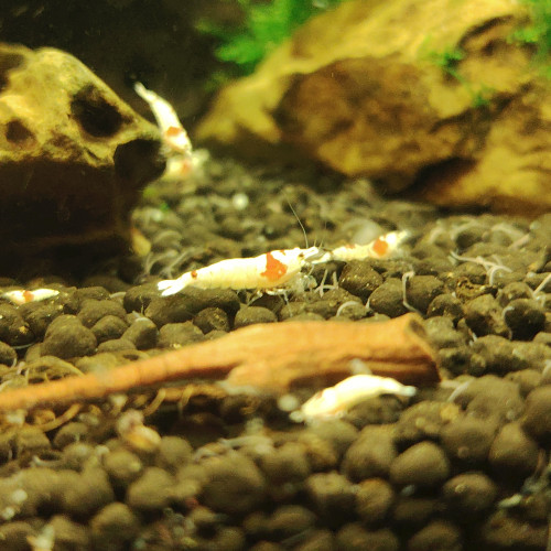 Crevette red  crystal