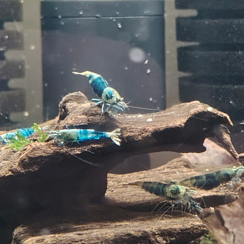 Lot de Crevettes blues océan