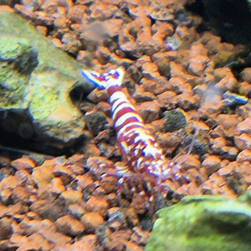 Lot Crevettes fishbone galaxie, zebra galaxie... Red