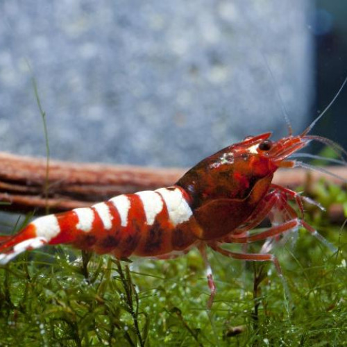 Crevettes RED TAITIBEE