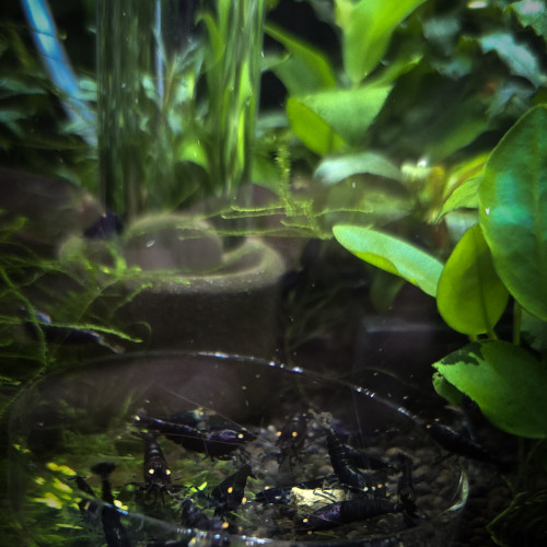 Caridinas Purple Metallic OE