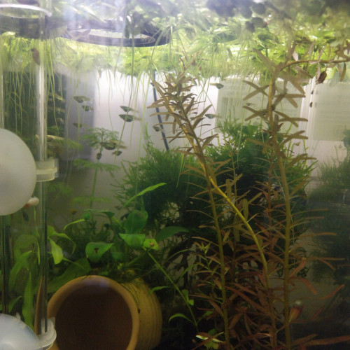 Vente Guppy Endler (juvéniles) Femelles