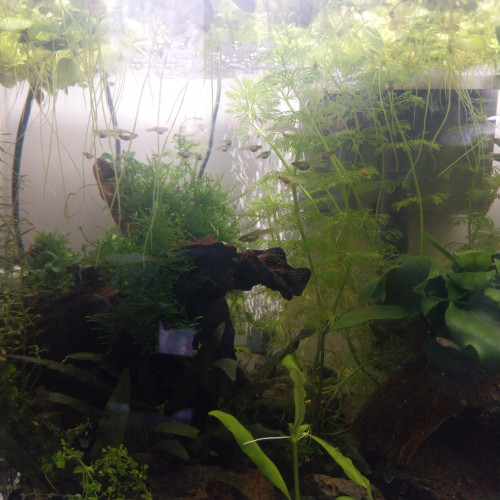 Vente Guppy Endler (juvéniles) Femelles