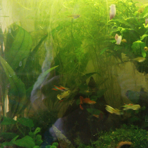 Vente Guppy Endler males