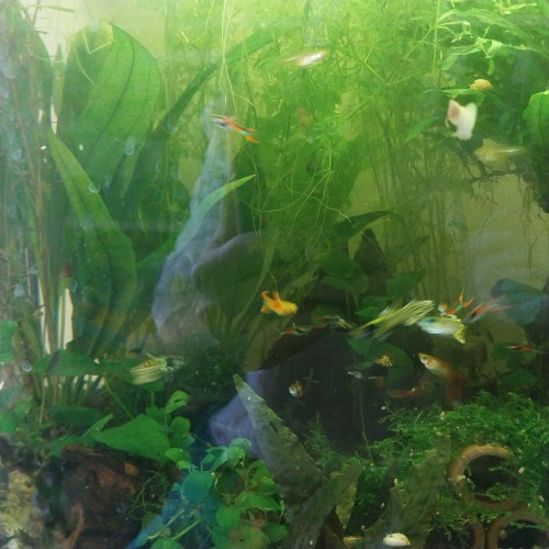Vente Guppy Endler males
