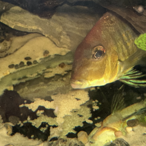 Geophagus red head