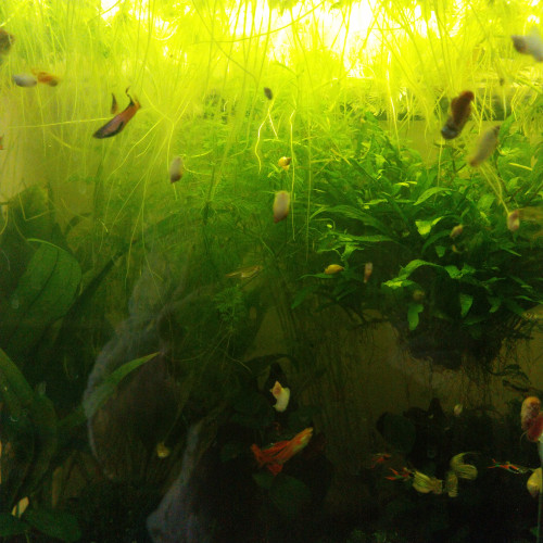 Vente Guppy Endler males