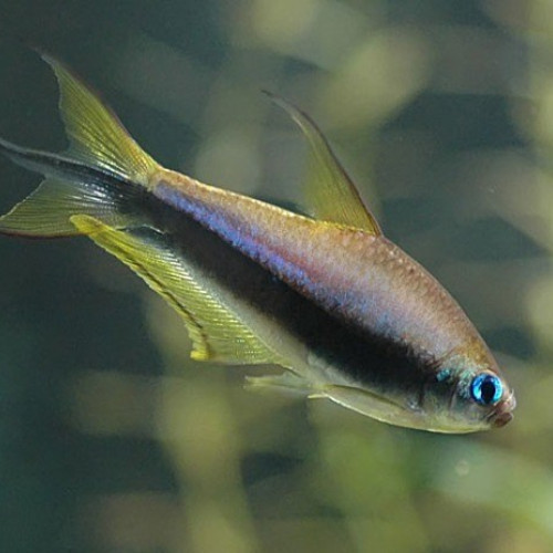 8 Tetras Empereurs
