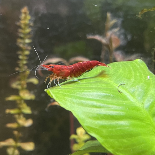 Neocaridina sakura
