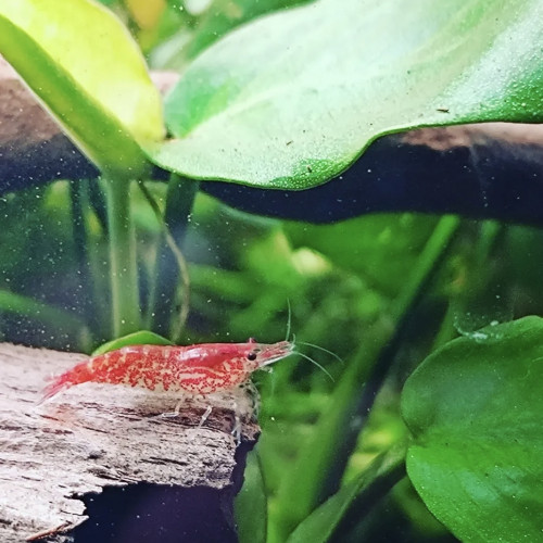 Crevettes RedCherry à donner