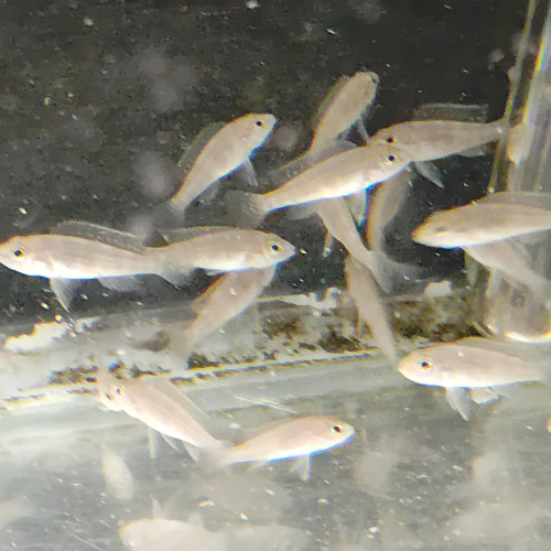 Lamprologus tetracanthus