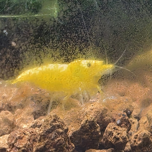 Lots disponible de 10 plus bouture de plantes offertes