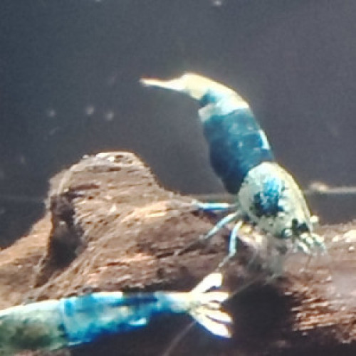 Crevette blues océan déclassées