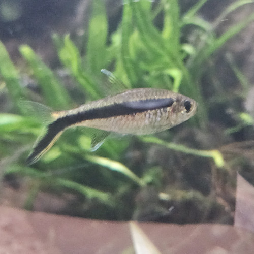 Poissons  tétra-pingouin