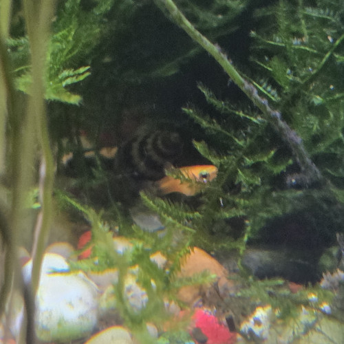 Donne alevins et jeunes platys