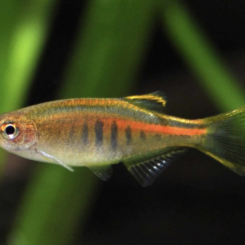 Danio choprae