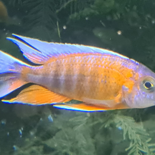 Donne alevins aulonocara jacobfreibergi