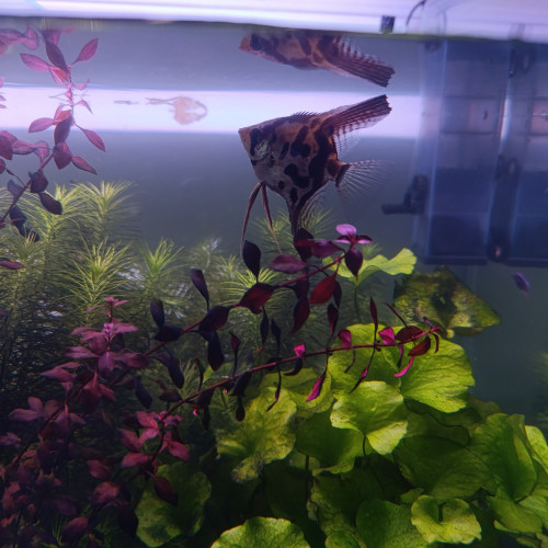 Recherche nouvelle maison pour mon vivant