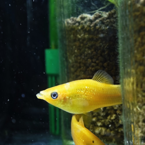 Lot poissons à vendre