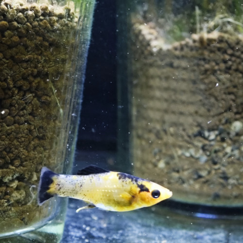 Lot poissons à vendre