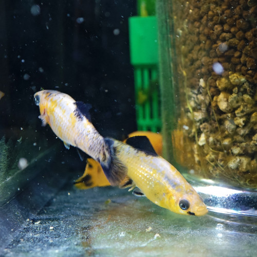 Lot poissons à vendre