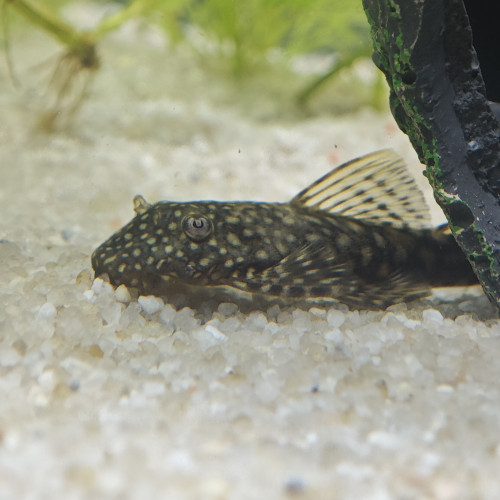 Lot poissons à vendre