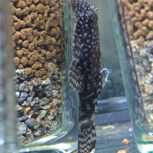 Lot poissons à vendre