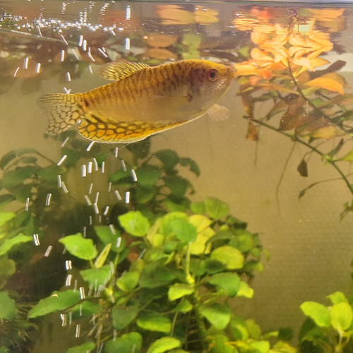 Gourami